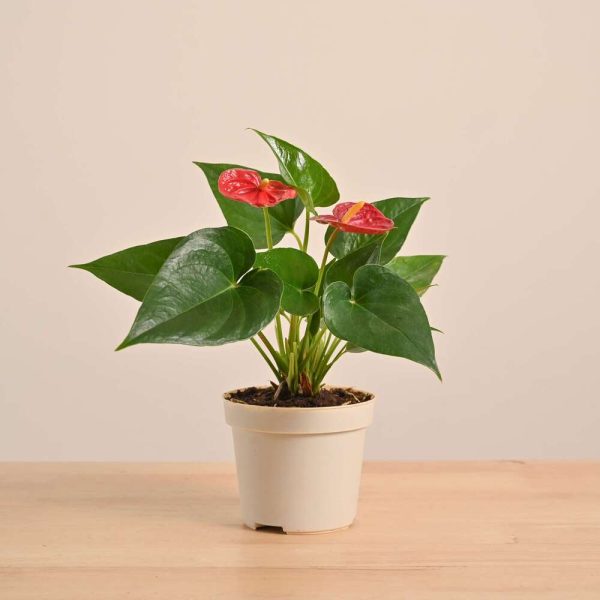 Anthurium Plant | Most Beautiful Indoor Plant