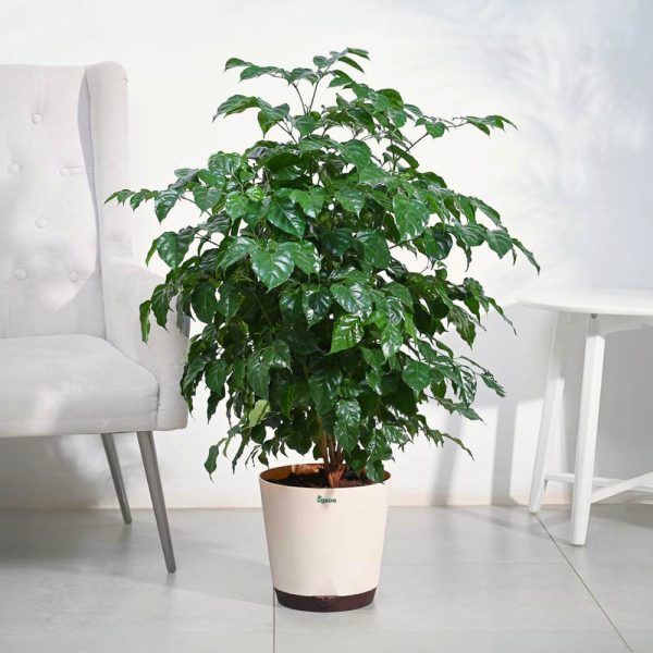 The China Doll Plant