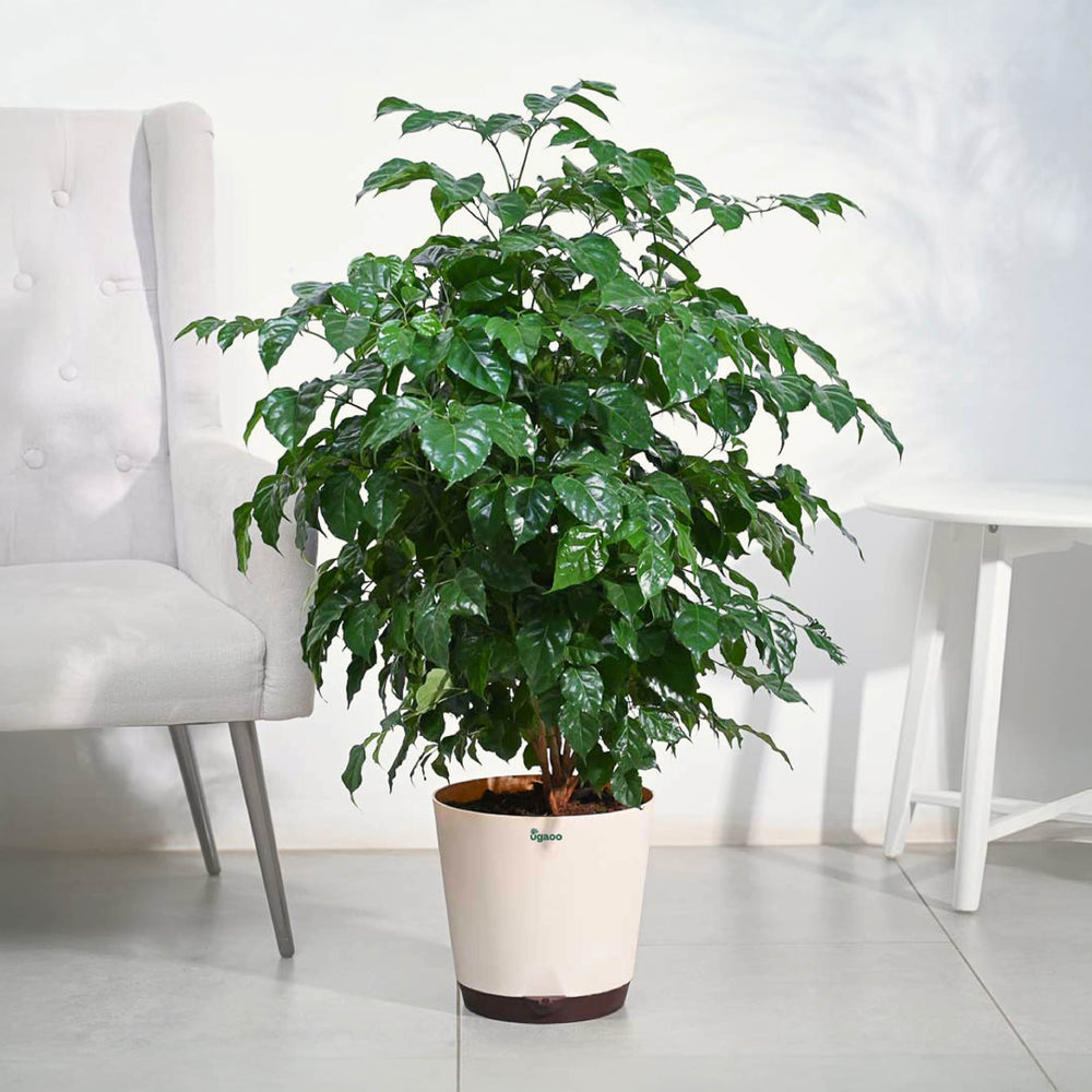 The China Doll Plant