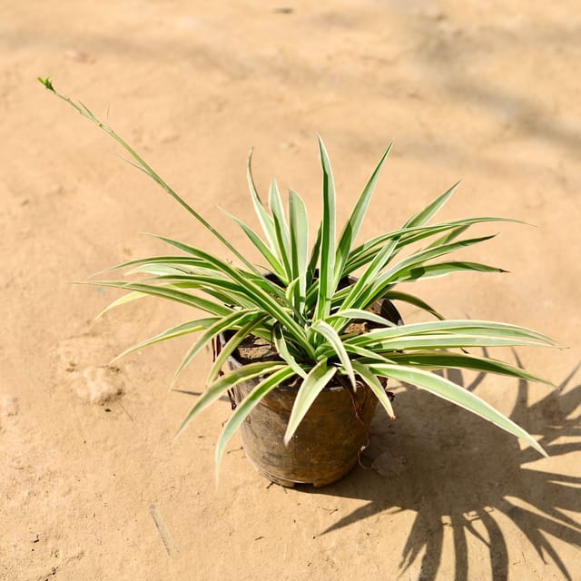Green Spider Plant ( Price For 100 Pcs) - For Landscape Project