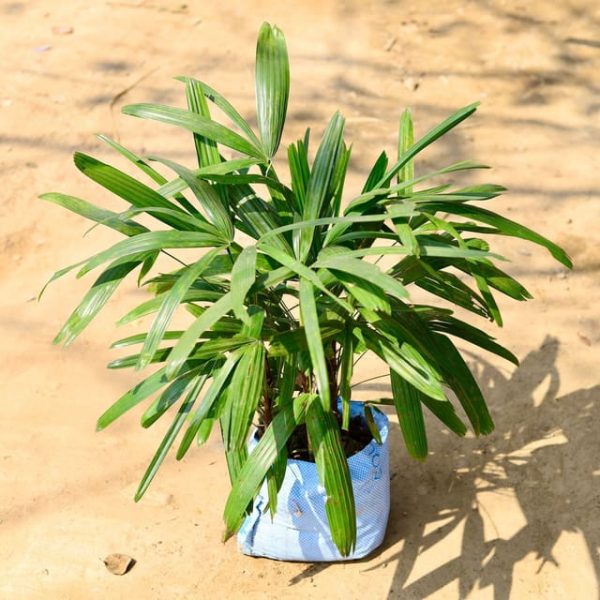 Raphish Palm ( Price For 20 Pcs) - For Landscape Project