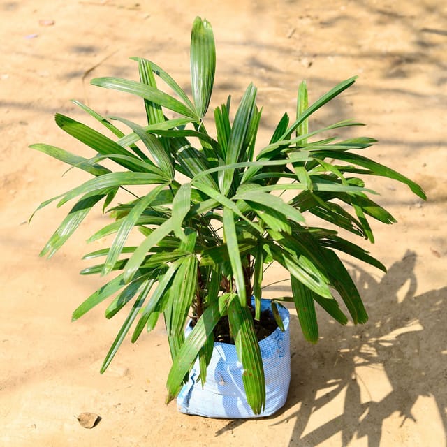 Raphish Palm ( Price For 20 Pcs) - For Landscape Project