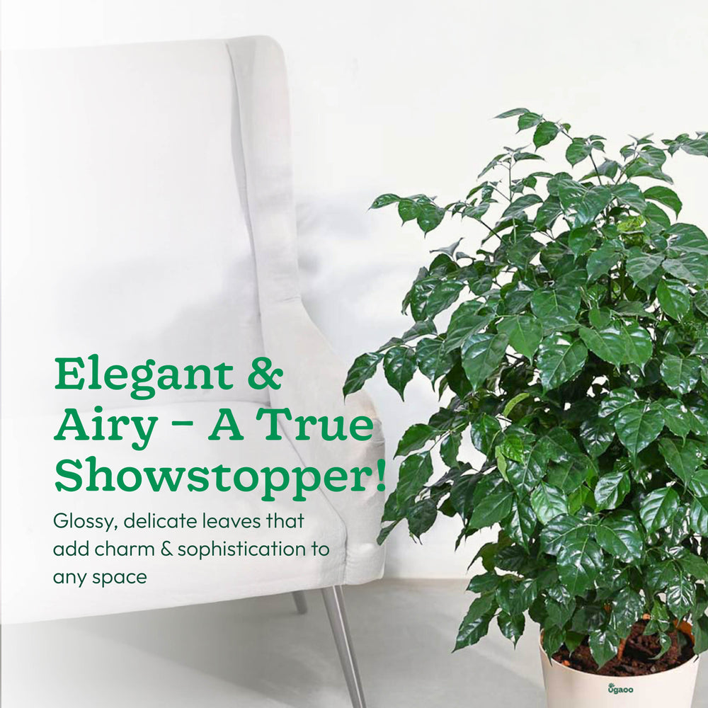 The China Doll Plant