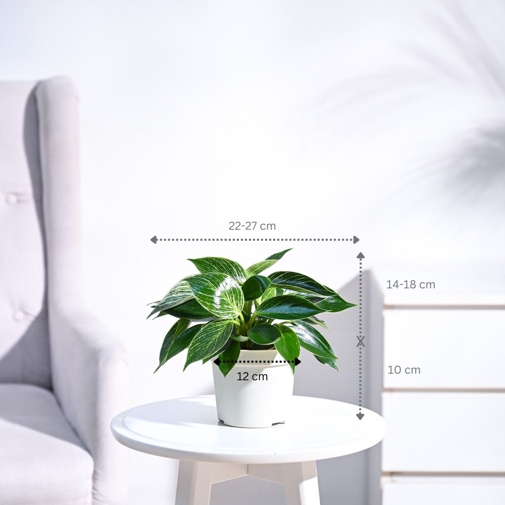 Philodendron Birkin | ফিলোডেনড্রন বারকিন