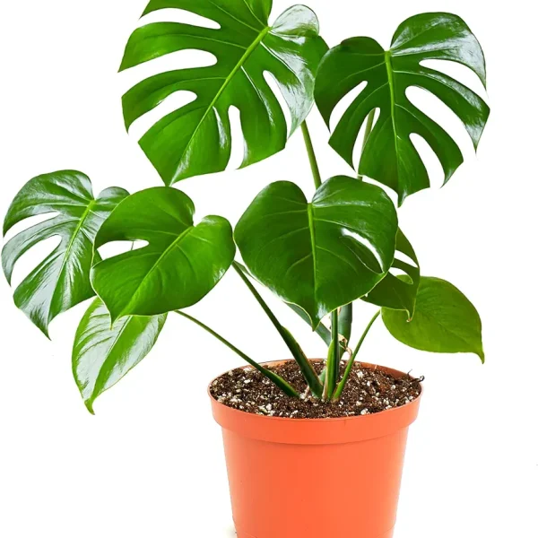 Monstera Deliciosa Plant - XL ( With Grow Pot)