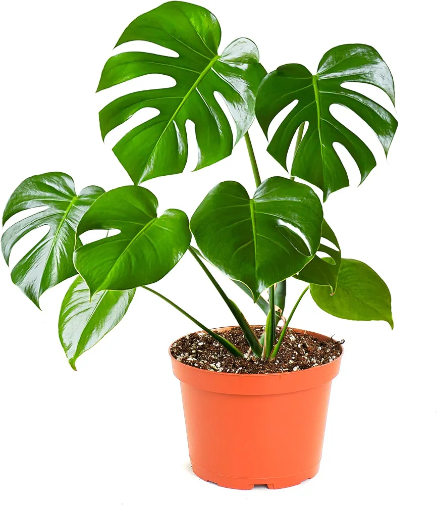 Monstera Deliciosa Plant - XL ( With Grow Pot)