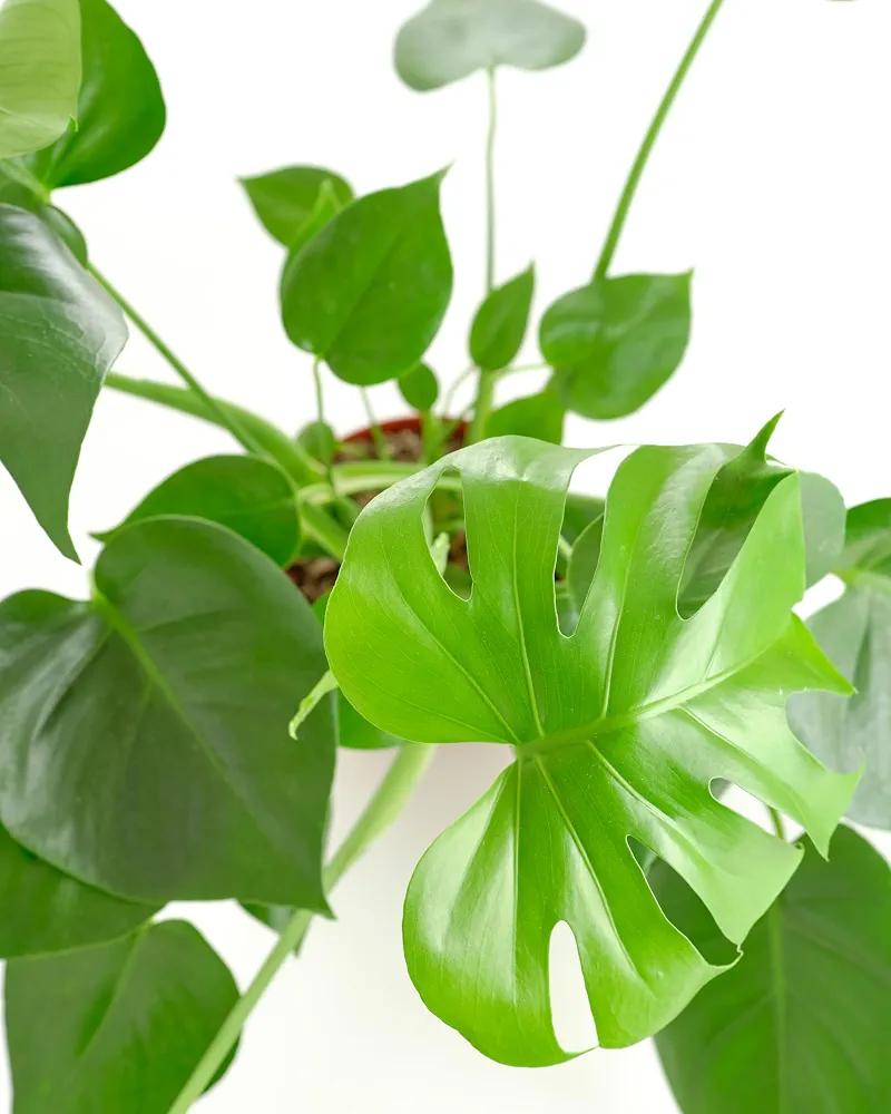 Monstera Deliciosa Plant - XL ( With Grow Pot)