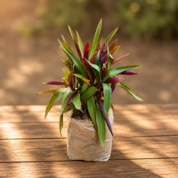 Boat lily Plant ( Price For 100 Pcs) - For Landscape Project