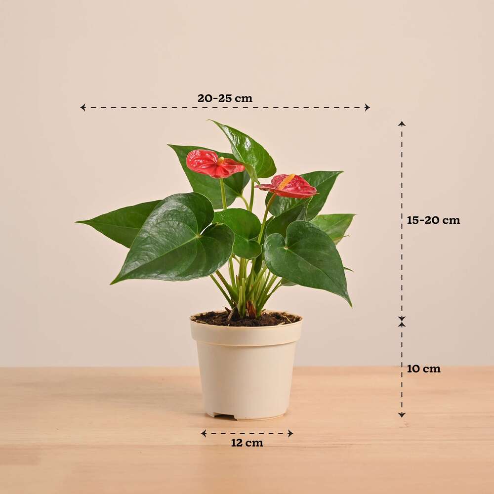 Anthurium Plant | Most Beautiful Indoor Plant