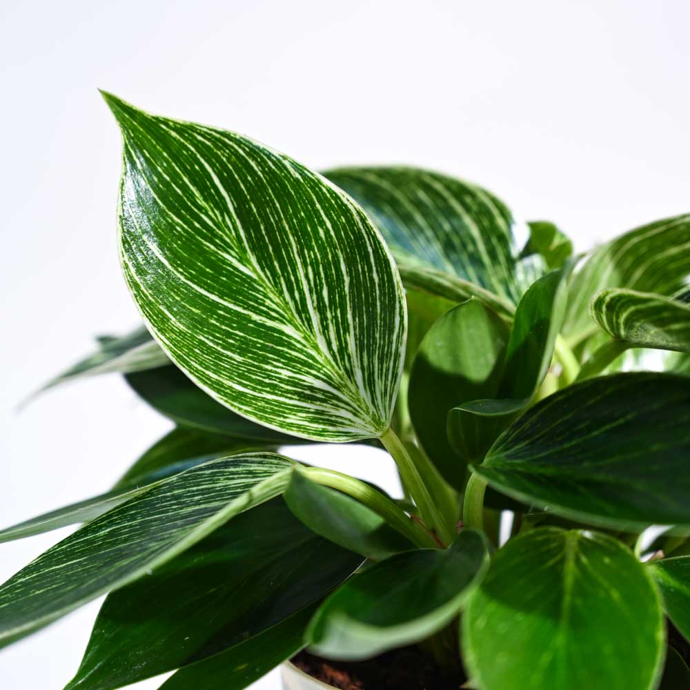 Philodendron Birkin | ফিলোডেনড্রন বারকিন