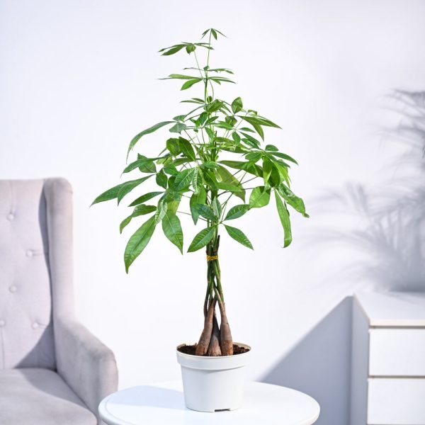 Money Tree