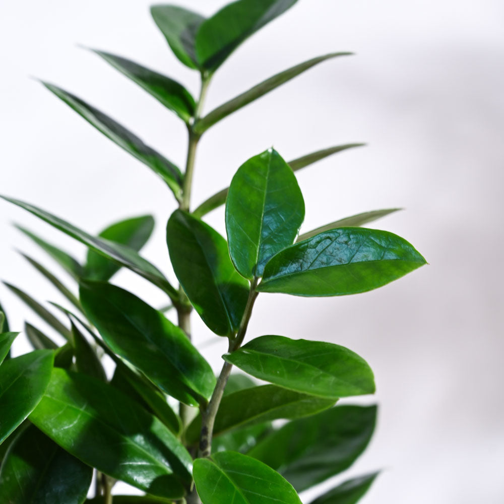 ZZ plant
