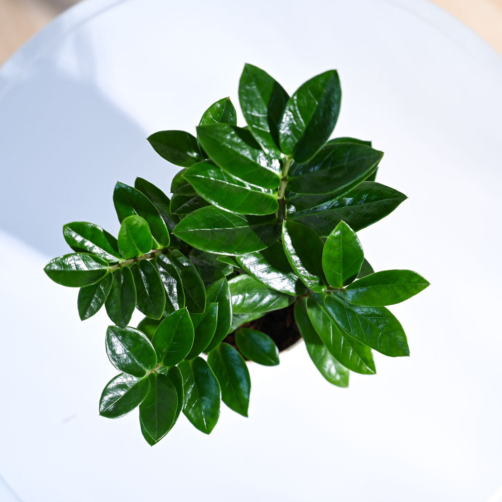 ZZ plant