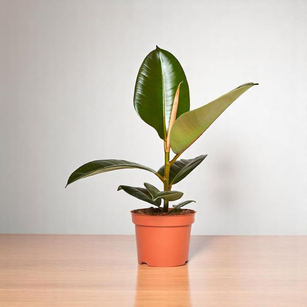 Rubber Plant - Ficus Elastica ( With Grow Pot)