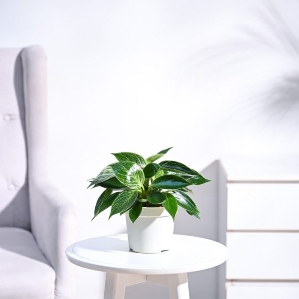 Philodendron Birkin | ফিলোডেনড্রন বারকিন