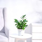 ZZ plant