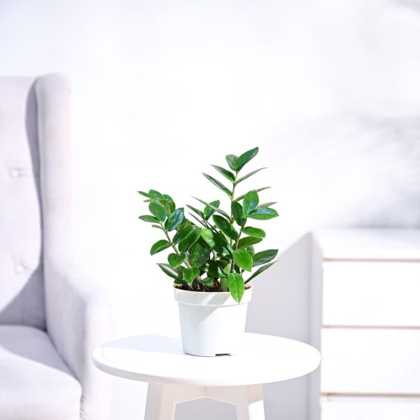 ZZ plant
