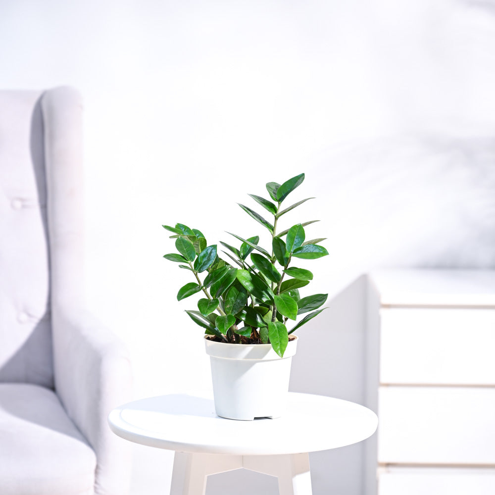 ZZ plant