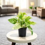মার্বেল কুইন পথোস (Marble Queen Pothos) - 4 inch pot