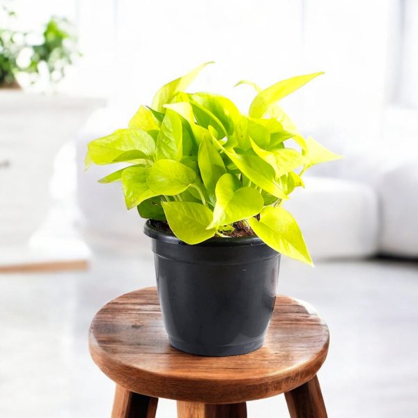 Money Plant Golden - bush Size