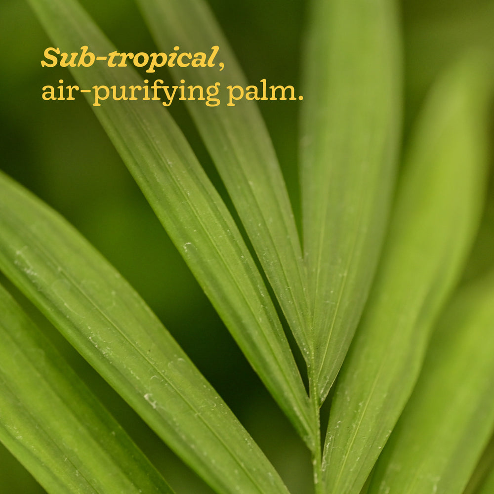 Bamboo palm