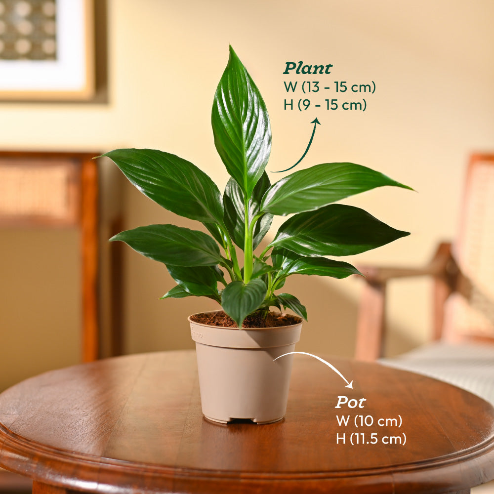 Peace Lily Plant | পিস লিলি প্ল্যান্ট ( With Grow Pot)