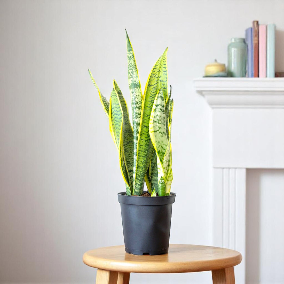 Sansevieria Golden Long / Snake Plant