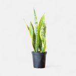 Sansevieria Golden Long / Snake Plant