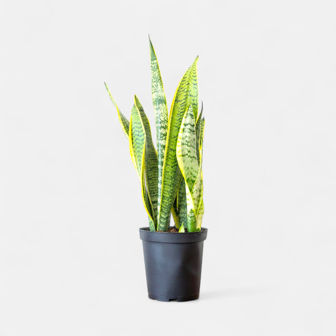 Sansevieria Golden Long / Snake Plant