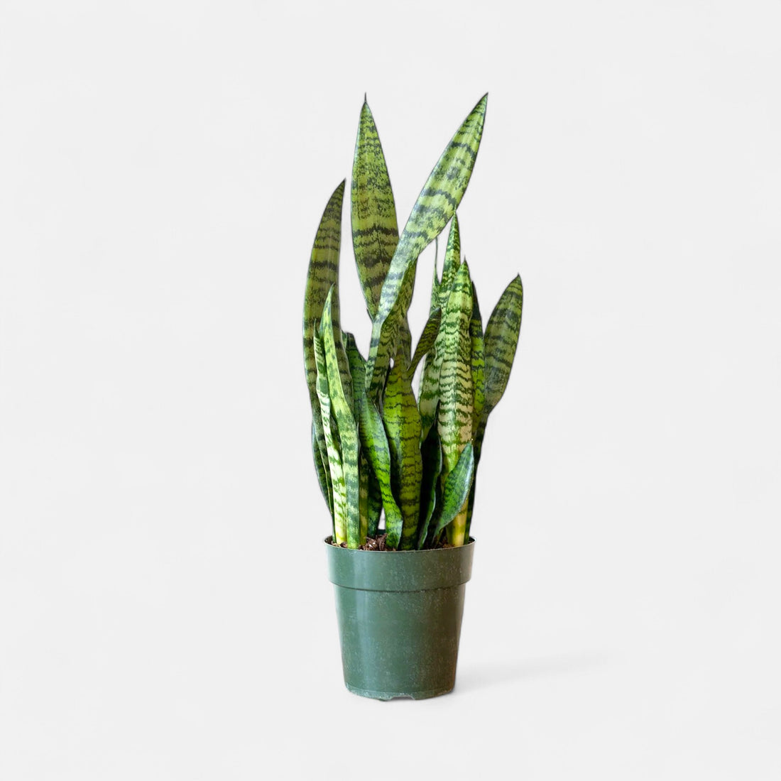 Sansevieria Green Long Plant - Snake Plant ( গ্রীন স্নেইক প্ল্যান্ট)