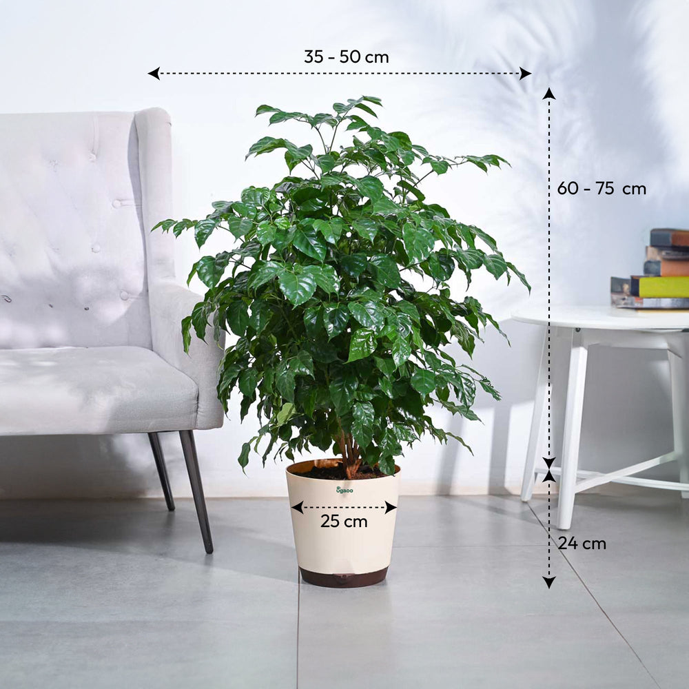 The China Doll Plant