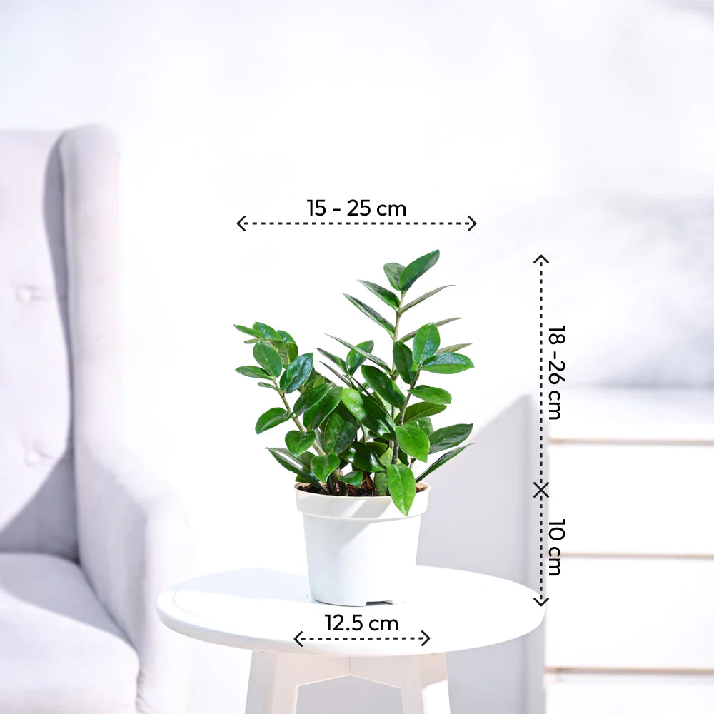 ZZ plant
