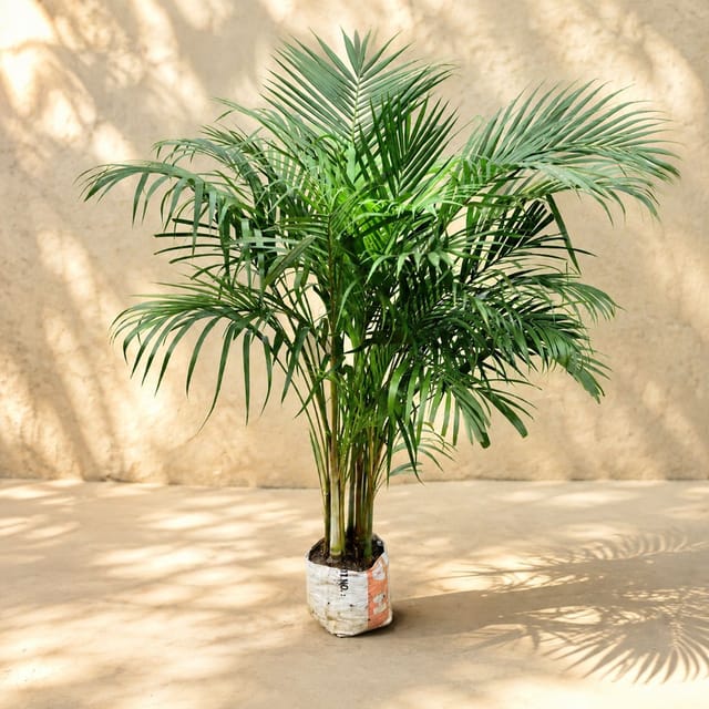 Areca palm Plant ( Price For 20 Pcs) - For Landscape Project