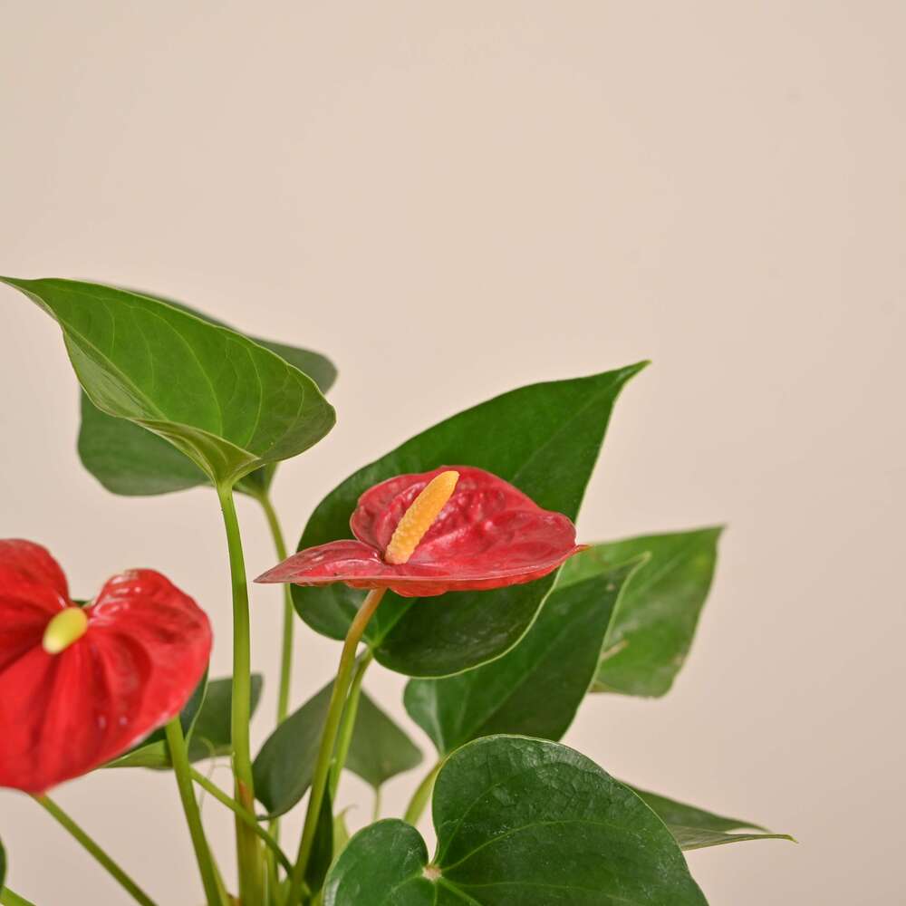 Anthurium Plant | Most Beautiful Indoor Plant