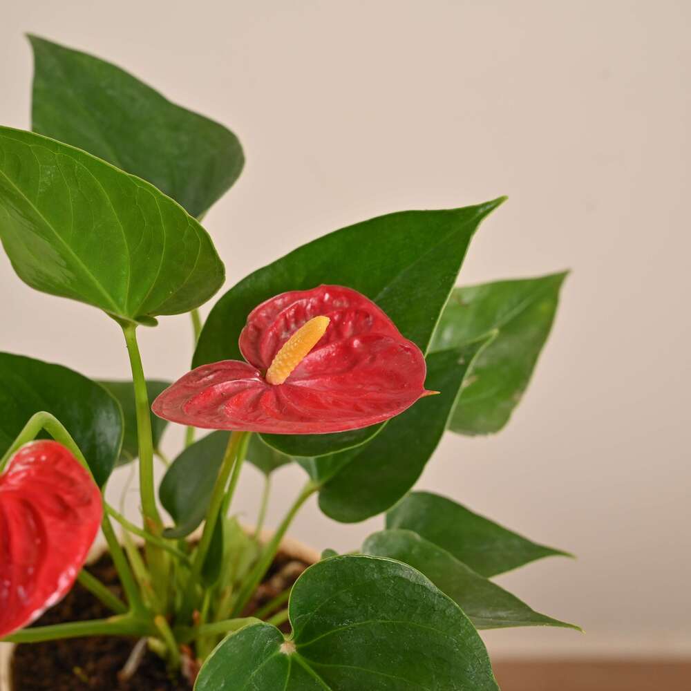 Anthurium Plant | Most Beautiful Indoor Plant