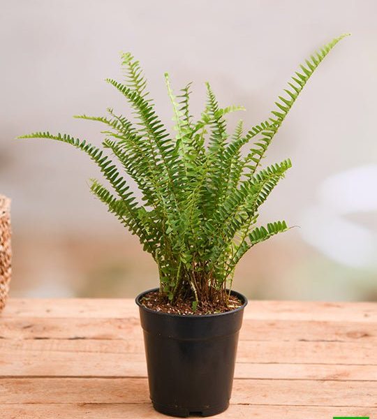 Boston Fern ( Price For 100 Pcs) - For Landscape Project (Without Pot)