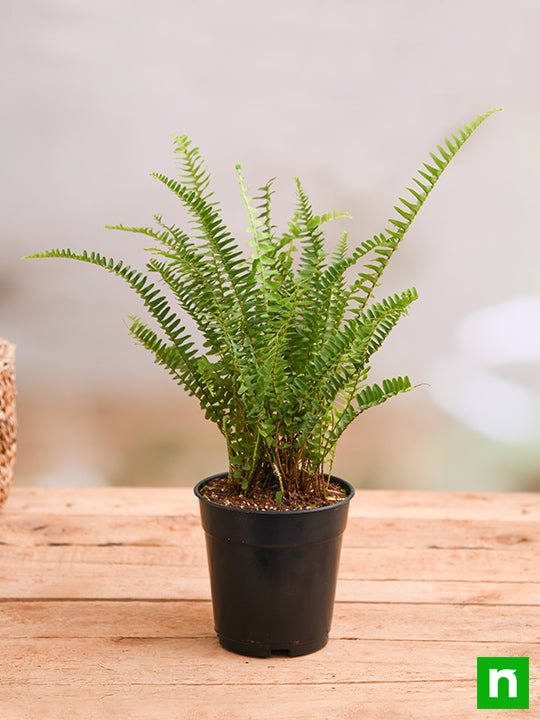 Boston Fern ( Price For 100 Pcs) - For Landscape Project (Without Pot)
