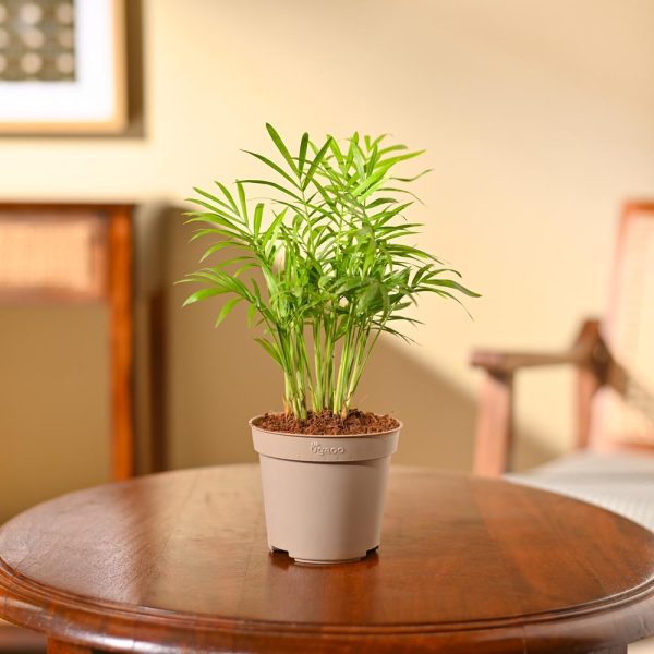 Bamboo palm
