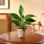 Peace Lily Plant | পিস লিলি প্ল্যান্ট ( With Grow Pot)