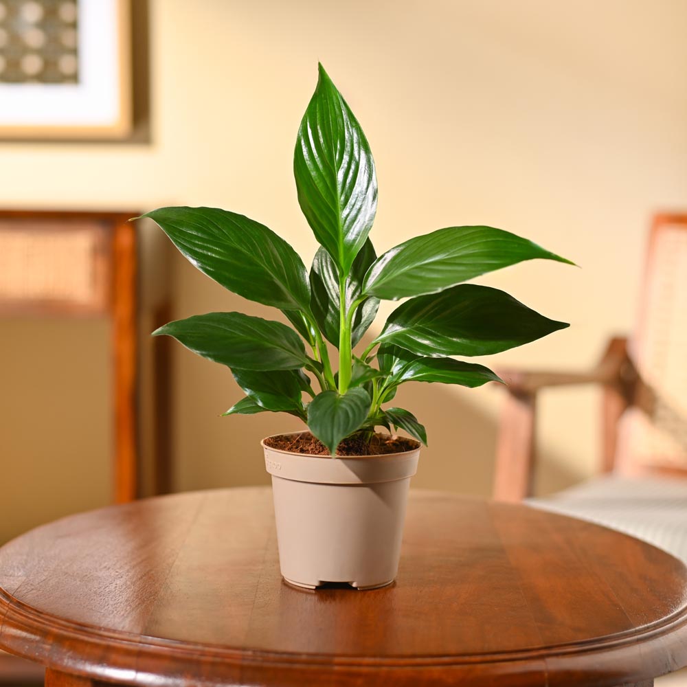 Peace Lily Plant | পিস লিলি প্ল্যান্ট ( With Grow Pot)