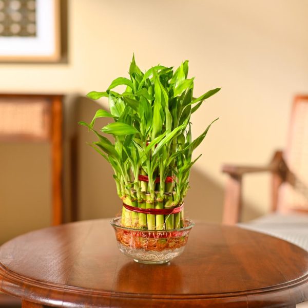 Lucky Bamboo