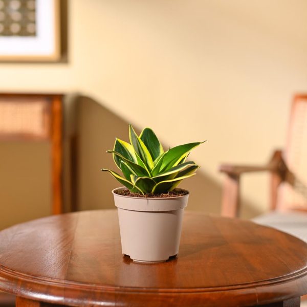 Snake Plant