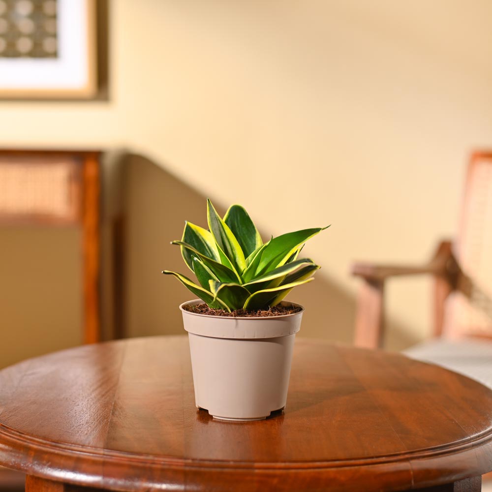 Snake Plant