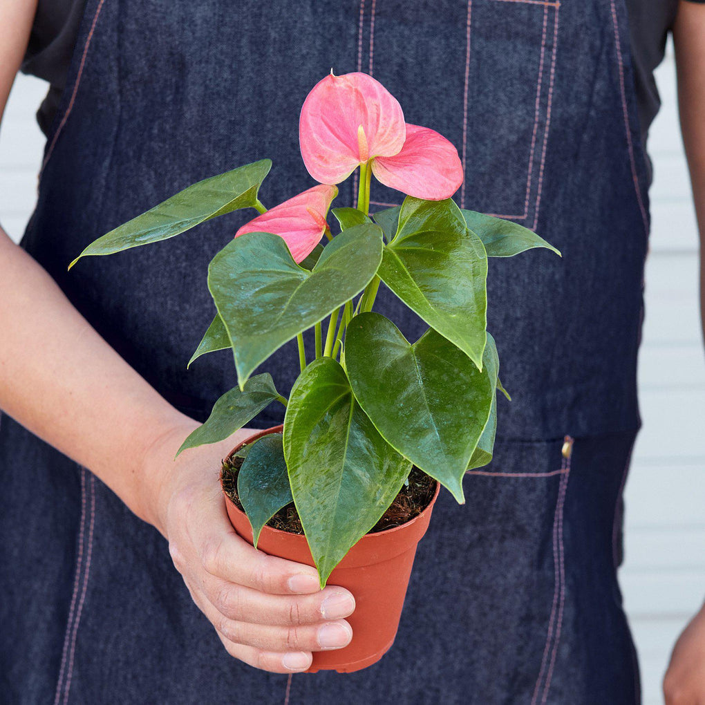 অ্যান্থুরিয়াম পিংক (Anthurium Pink)