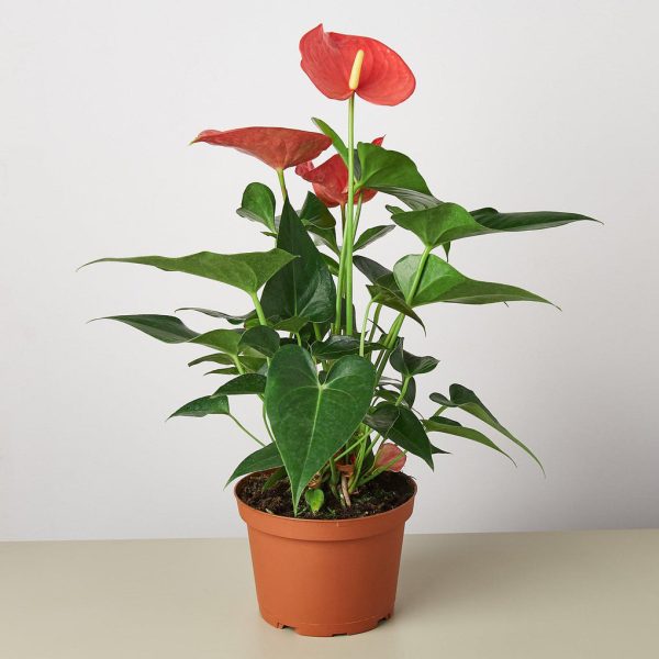 অ্যান্থুরিয়াম পিংক (Anthurium Pink)
