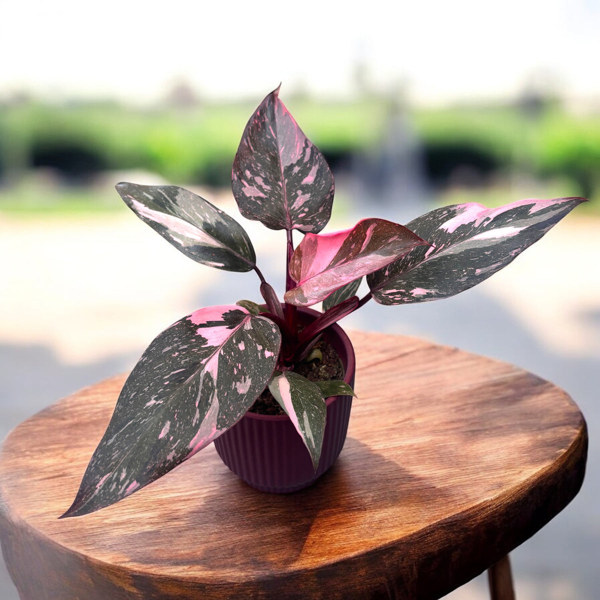 Philodendron Pink Princess | পিংক প্রিন্সেস