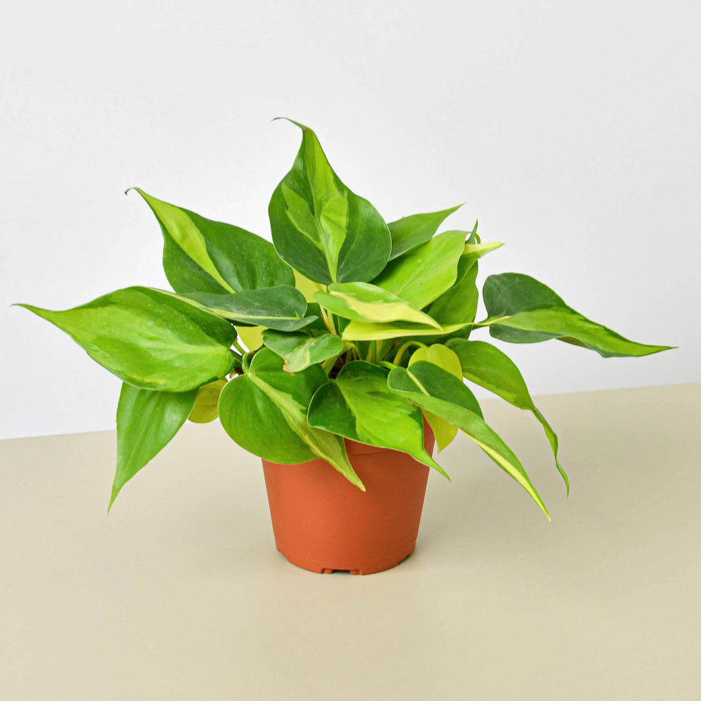Philodendron Brazil