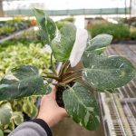 Philodendron White Princess