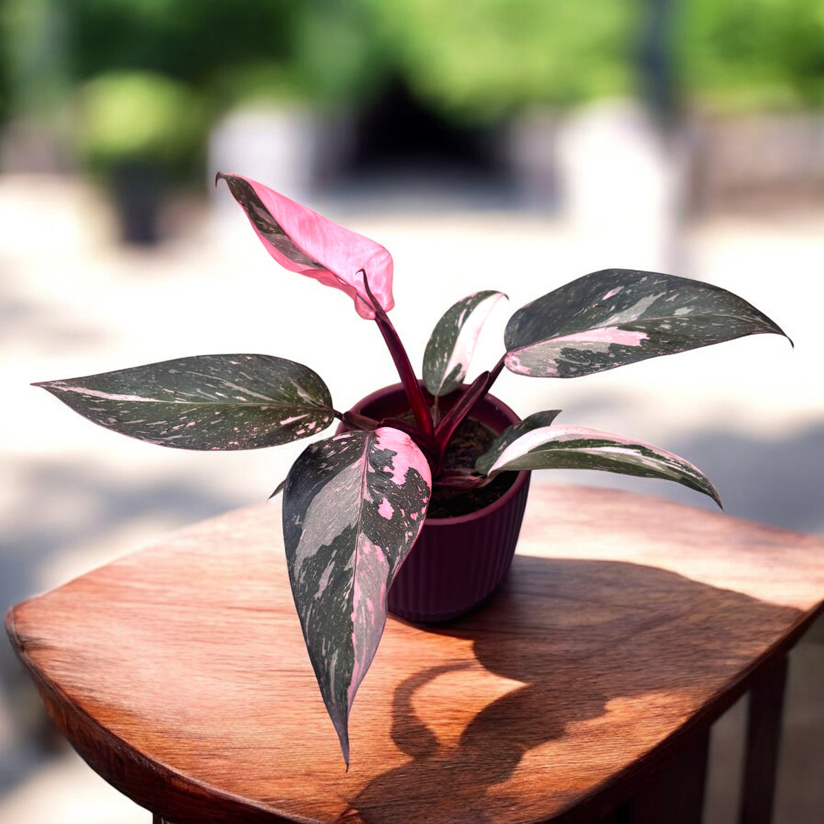 Philodendron Pink Princess | পিংক প্রিন্সেস