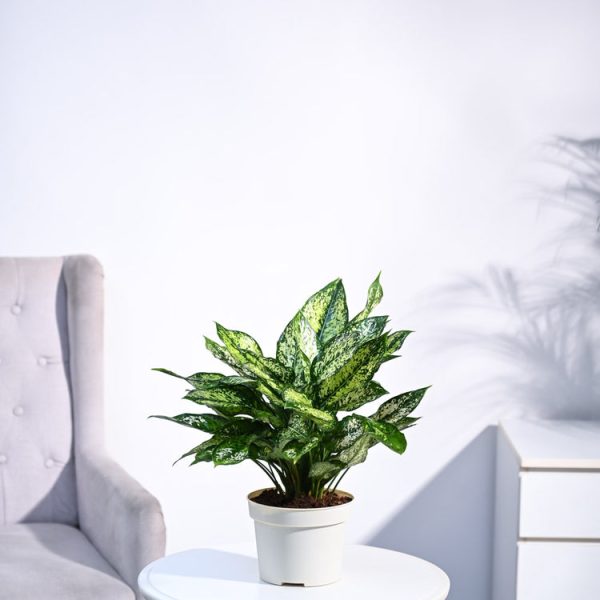 Aglaonema Snow White Plant (চাইনিজ এভারগ্রীন)